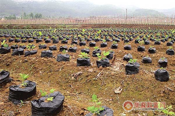 中药材种植加盟